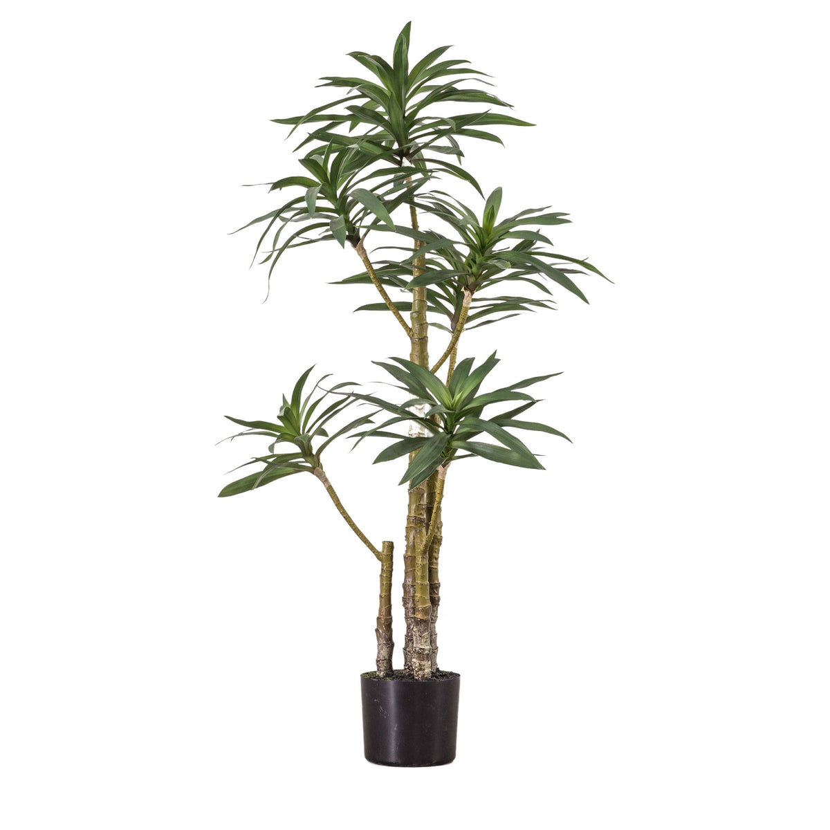 Yucca Tree Large