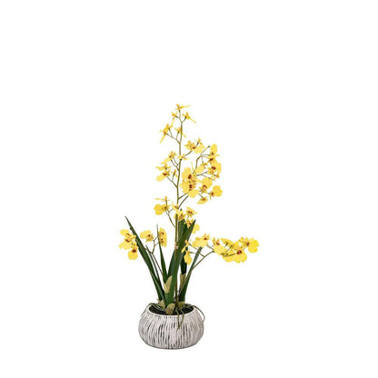 Orchid Yellow in Low Ceramic Pot