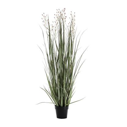 Potted Grass Green Russet