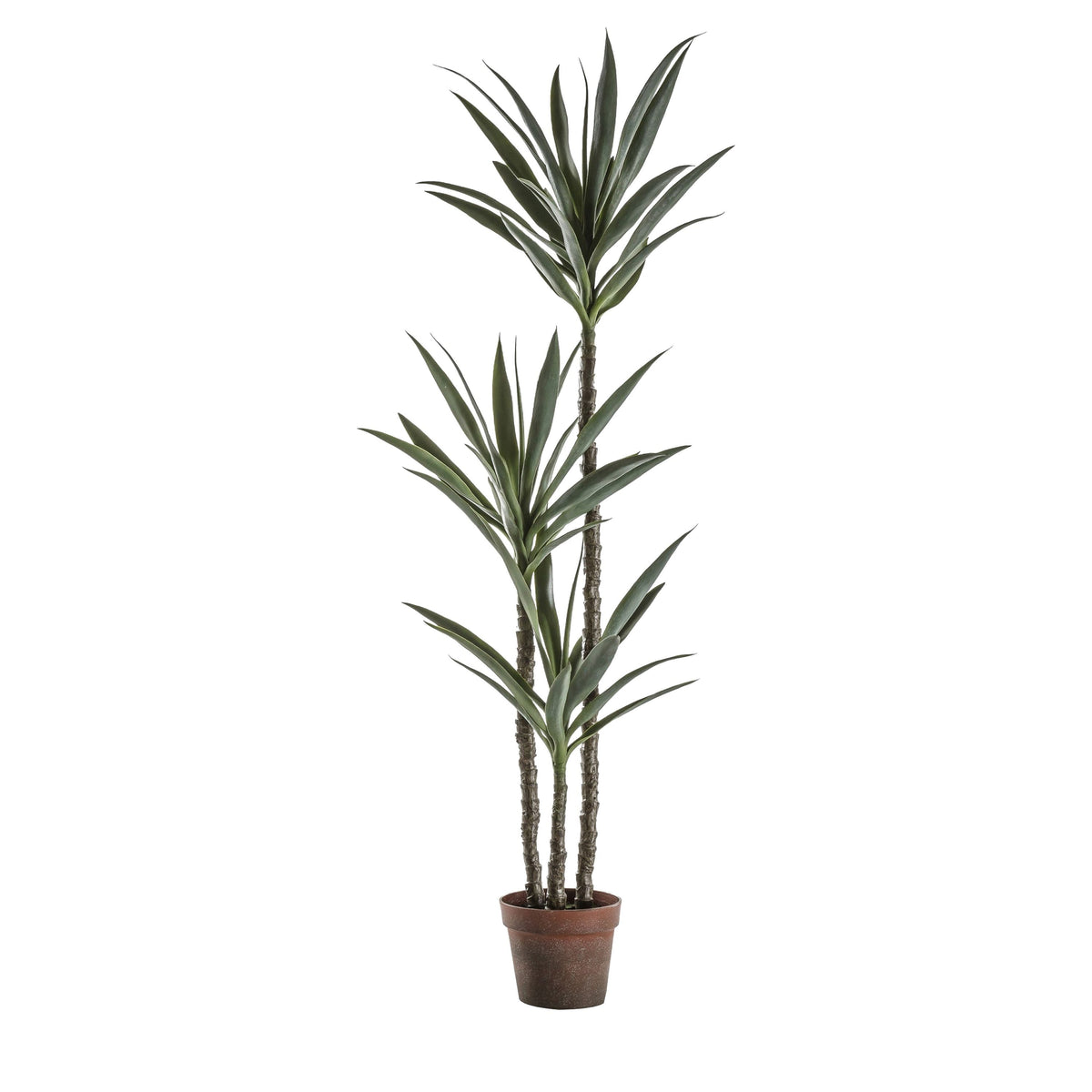 Yucca Tree Small