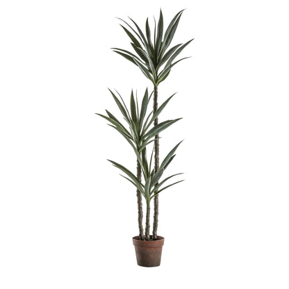 Yucca Tree Small