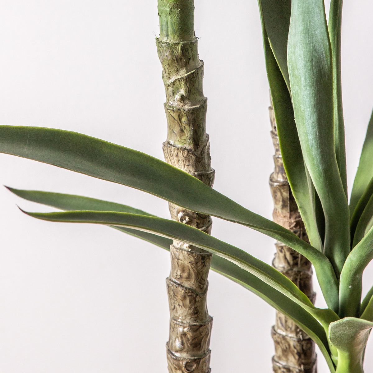 Yucca Tree Small
