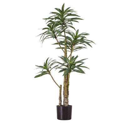 Yucca Tree Large